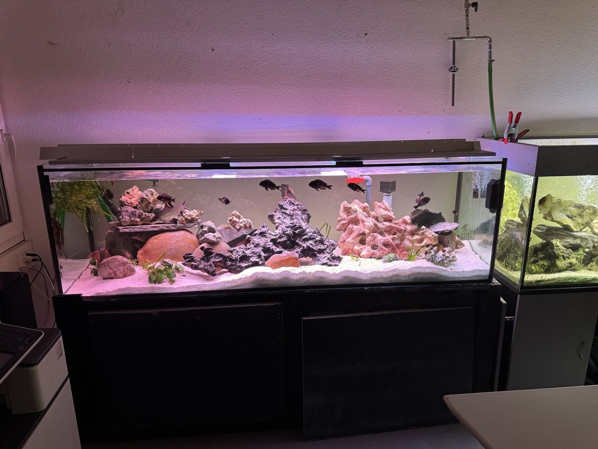 Aquarium: 2 Meter Aquarium – D'occasion à Münchenbuchsee par Tiger811 1