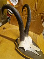 Gamsbock