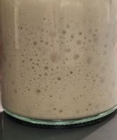 400 years old sourdough starter (pickup only)