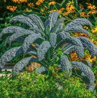 Palmkohl, Nero di Toscana , Grünkohl / 10 Samen