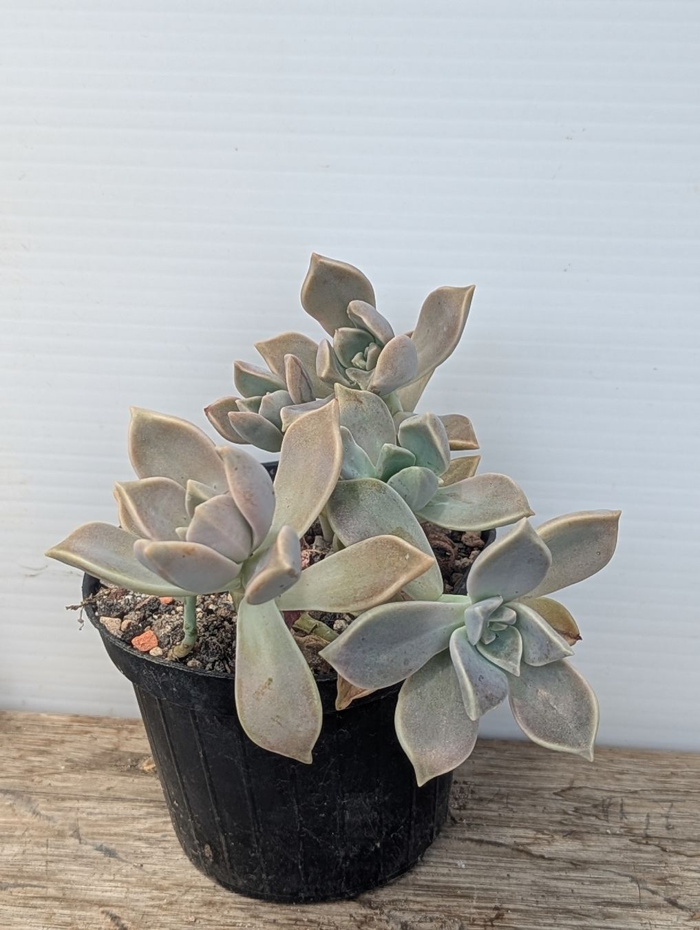 Piante & sementi: Graptopetalum paraguayense  – Usato da Comano venduto da che_8lc2