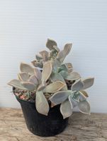 Graptopetalum paraguayense 