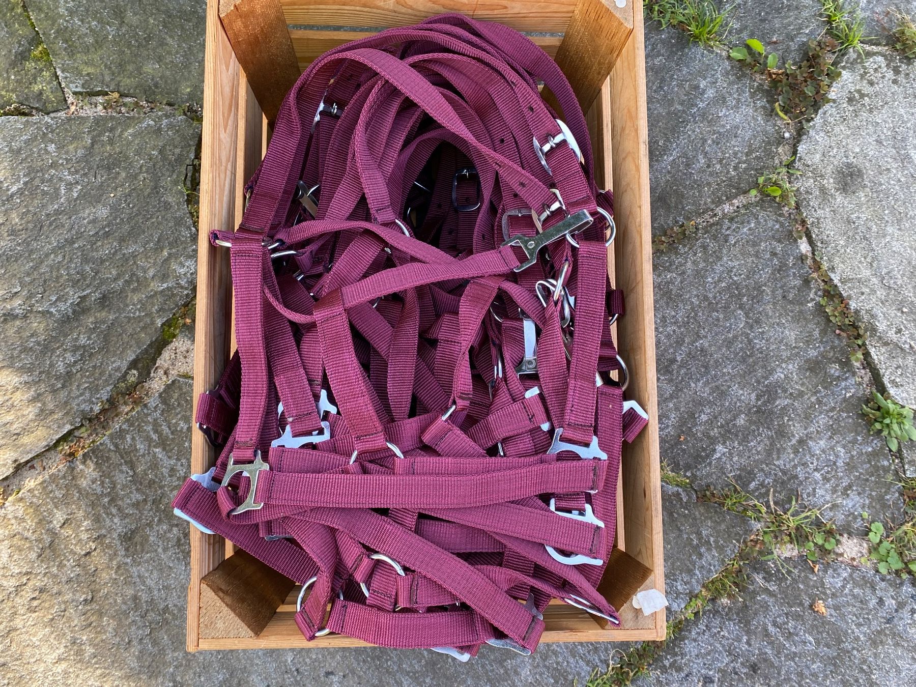 Kutschen: 50 schöne Nylonhalftern – Neu (gemäss Beschreibung) aus Feldbach von Fea1 4