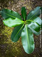 Ficus Microcarpa Smile - Kompakter Indoor-Baum