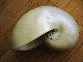 Coquillage Nautile blanc
