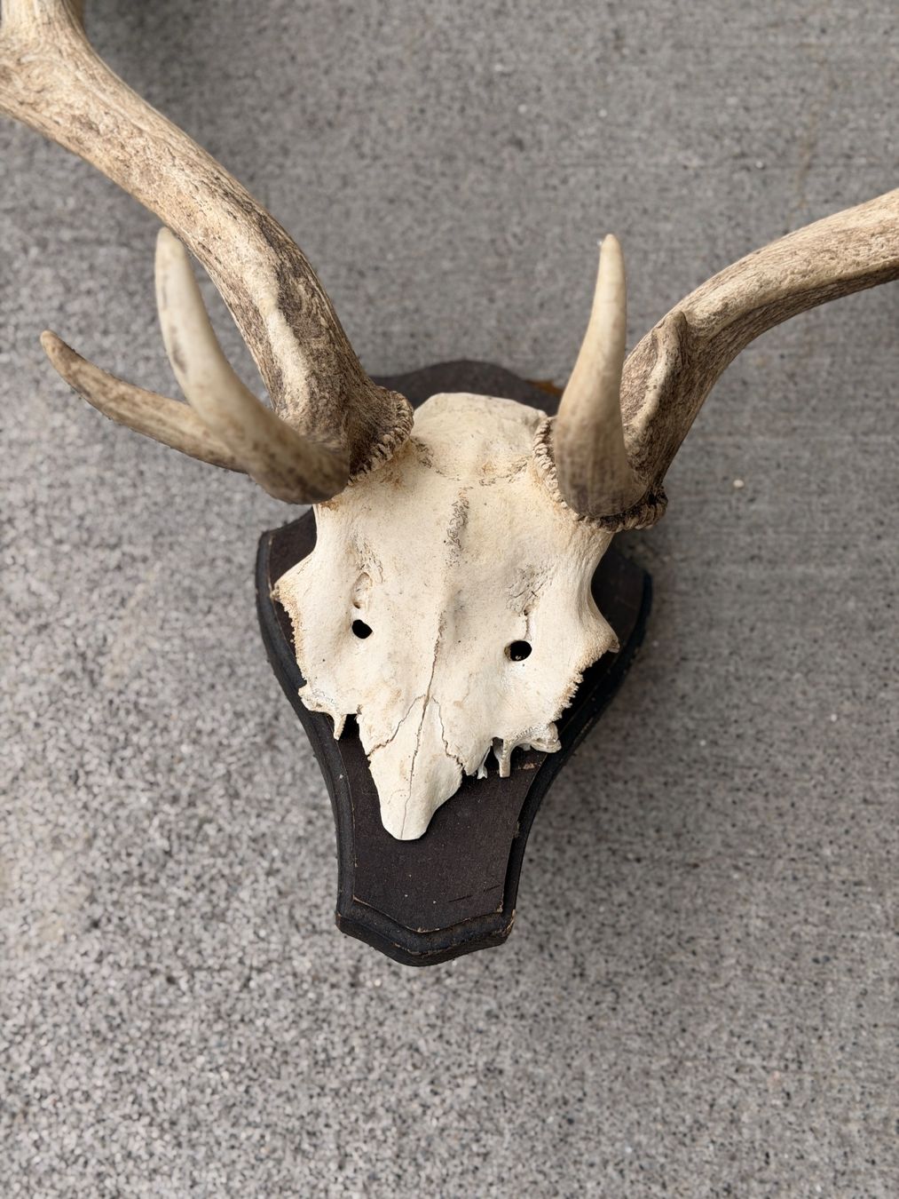 Monde des animaux: Geweih Dammhirsch – D'occasion à Küsnacht ZH par Icon21 1