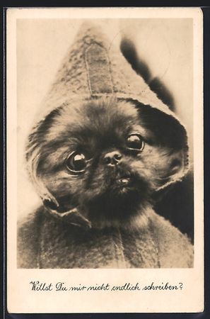 Pekinese im Mäntelchen mit Kapuze bitte