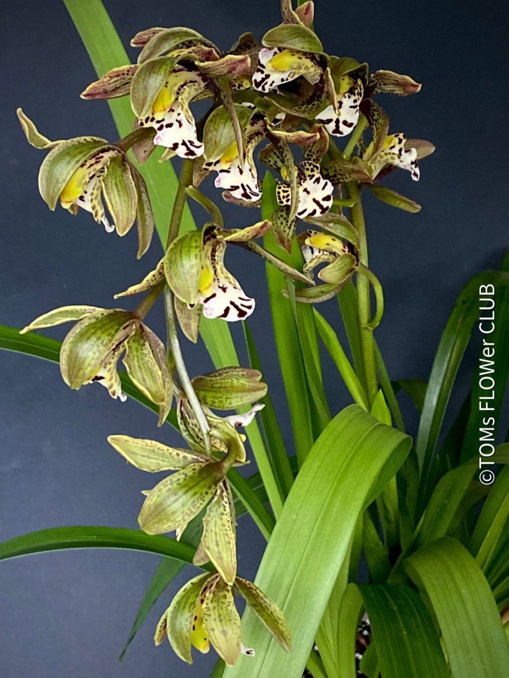 Piante & sementi: Cymbidium Erythraeum - seltene, duftende Orchidee – Nuovo e nell'imballaggio originale da Adliswil venduto da TAKEYOURPLANT 6
