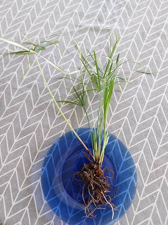 Piante & sementi: Cyperus Alternifolius Variegata Zyperngras variegata – Usato da Schwaderloch venduto da bademeister79