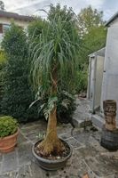 Grosser Elefantenfuss inkl. Topf – Ein echtes Schnäppchen!