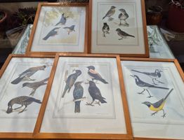 5 Vogelbilder, gerahmt, Walter Lindsenmaier, 60er Jahren