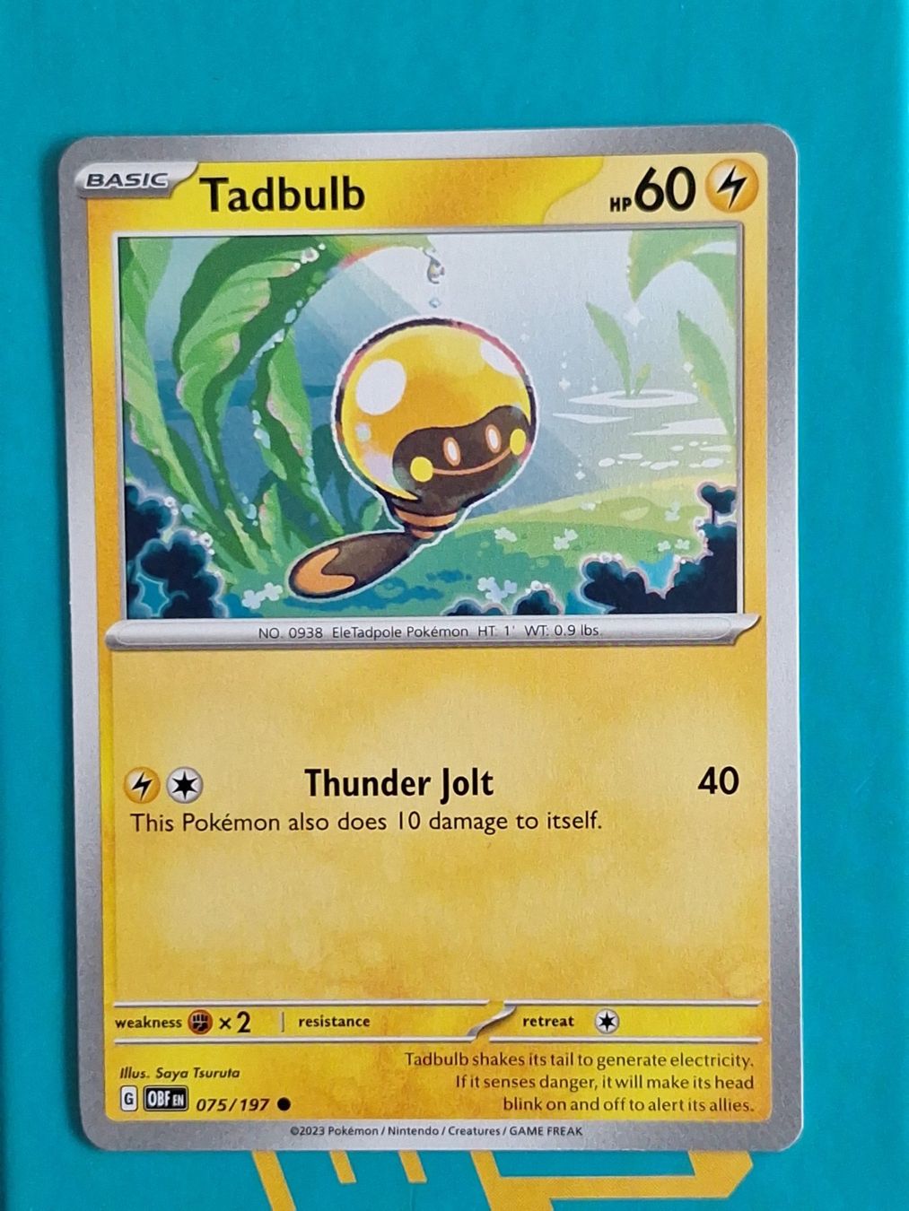 Pokémon Carte collezionabili: Tadbulb - Pokemon Obsidian Flames – Usato da Altstätten SG venduto da GGsGameshop
