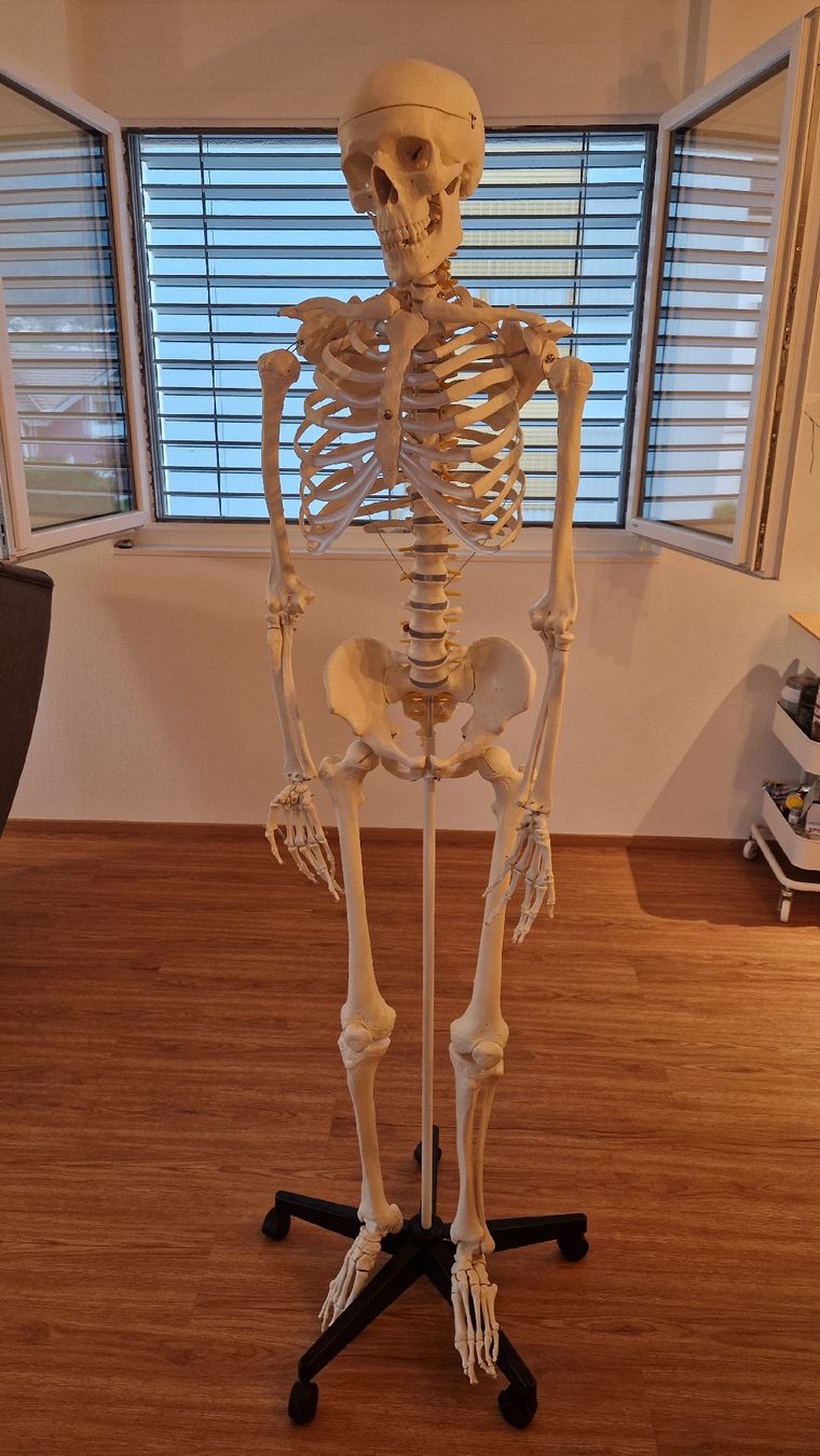 Figuren: Skelett lebensgross – Gebraucht aus Walenstadt von jan_dcn2