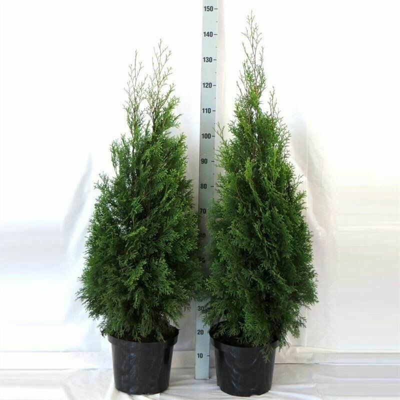 Thuja Smaragd 100-125cm (Neu (gemss Beschreibung)) in Sursee fr CHF 36   nur Abholung auf Ricardo kaufen