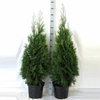 Thuja Smaragd 100-125cm