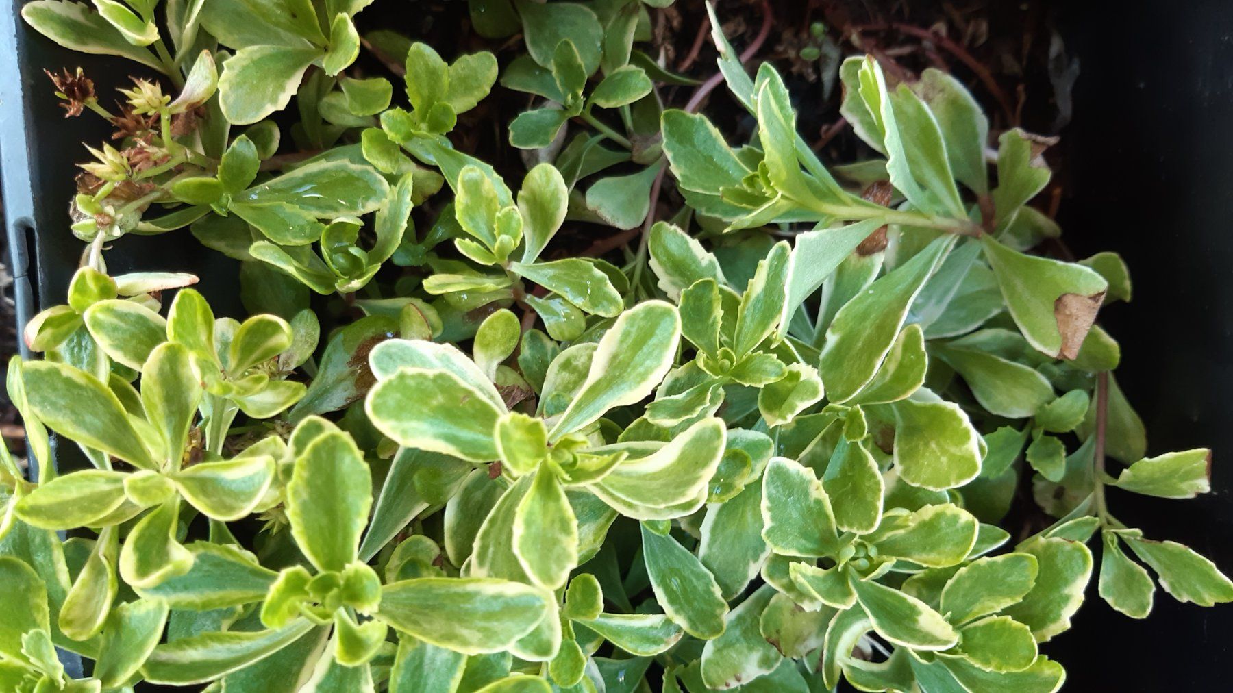 Plantes & graines: mini sedum Bodendecker-1 töpfchen mit 5 Ableger – Neuf (Voir description) à Ibach par chaemilochhobbygarte 1