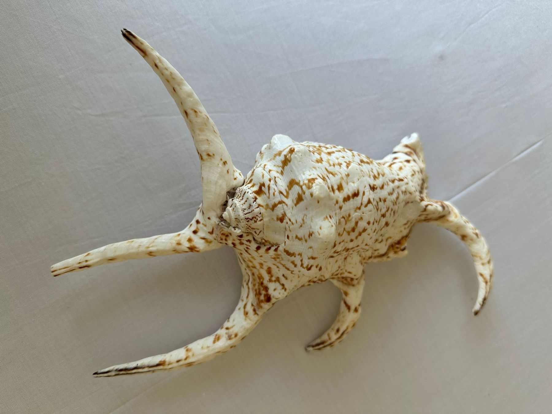 Tutte le decorazioni: Muschel – Usato da Neuenhof venduto da Vany0607 1