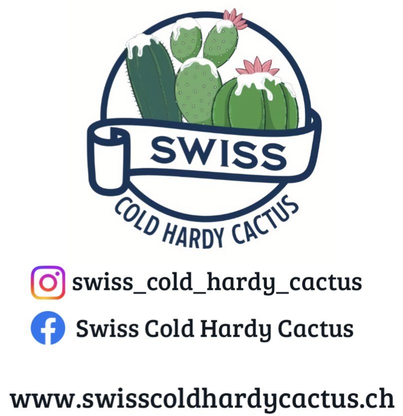 Plantes & graines: Ariocarpus trigonus – D'occasion à Vuisternens-Romont par Cold_cactus 3