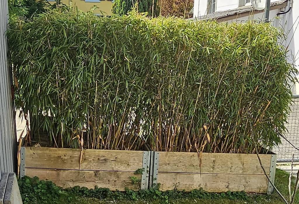 Pflanzen & Samen: Schöner Gartenbambus winterhart – Gebraucht aus Sennhof von Zanilio 3