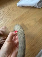 für hunde snacks