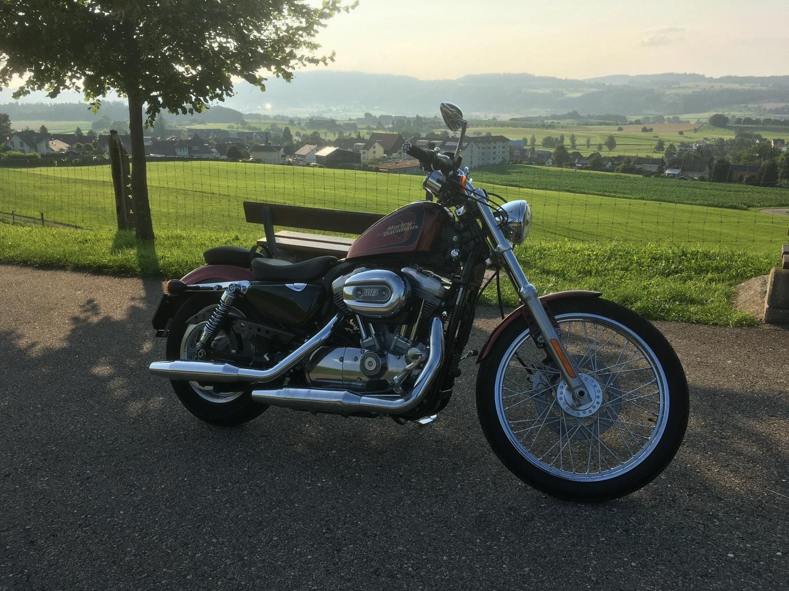 Harley-Davidson Chopper: HARLEY-DAVIDSON XL883C 25kW – Usato da Wil SG venduto da Prof.Eich 2