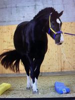 Michael Geitner - Kappzaum (Warmblut) wie neu