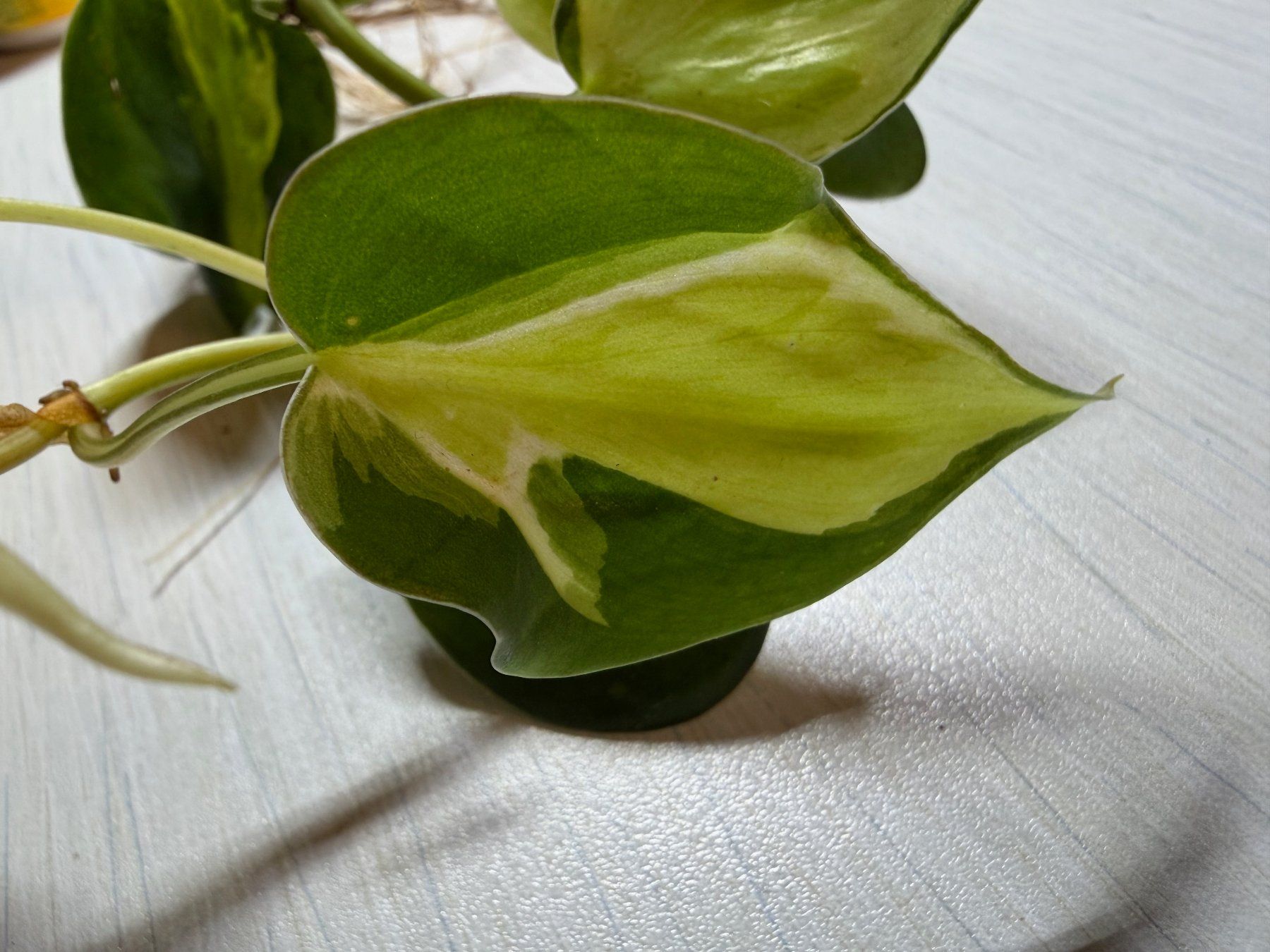 Piante & sementi: Philodendron scandens hederaceum "Cream splash" – Nuovo (secondo la descrizione) da Winterthur venduto da Aniger 3
