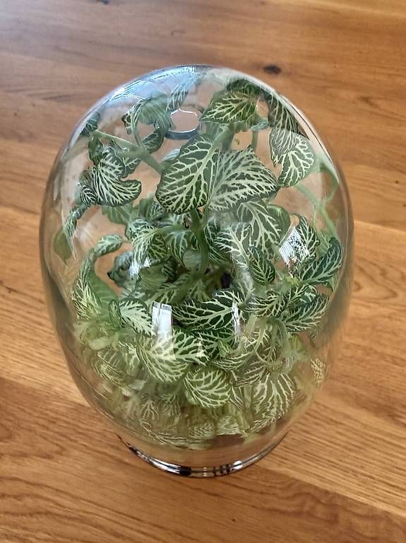 Terrario: Fittonia im Glas Terrarium  – Usato da Bülach venduto da JankaV 4