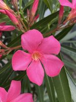 Oleander pink-rosa, Höhe 165 cm