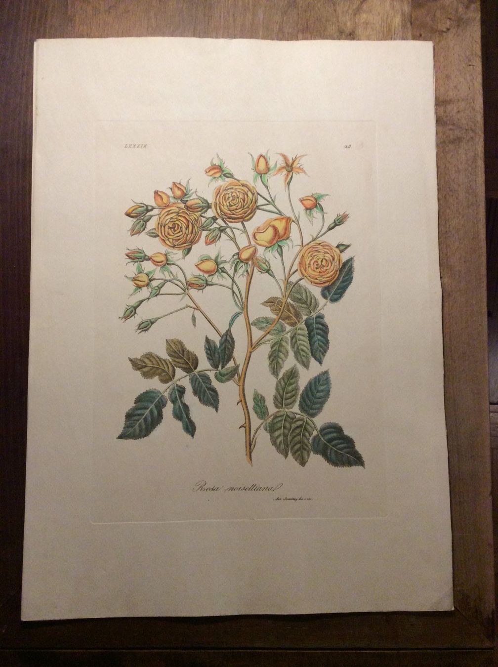 Grafica & Litografie: Planche Ant. Serantoni dis. e inc – Usato da Genève venduto da edelweiss1900 1