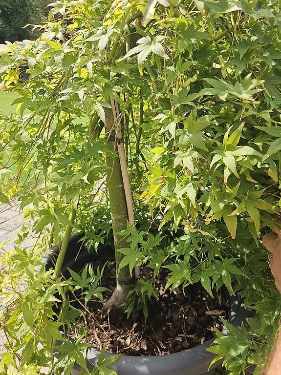 Piante & sementi: Bonsai Kleinblättriger Ahorn – Usato da Wittenbach venduto da r_e_d87p 1