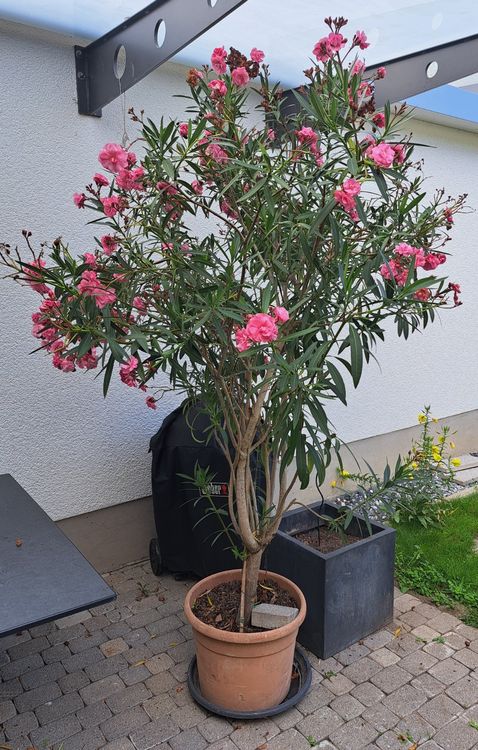 Oleander Baum über 2m Kaufen auf Ricardo