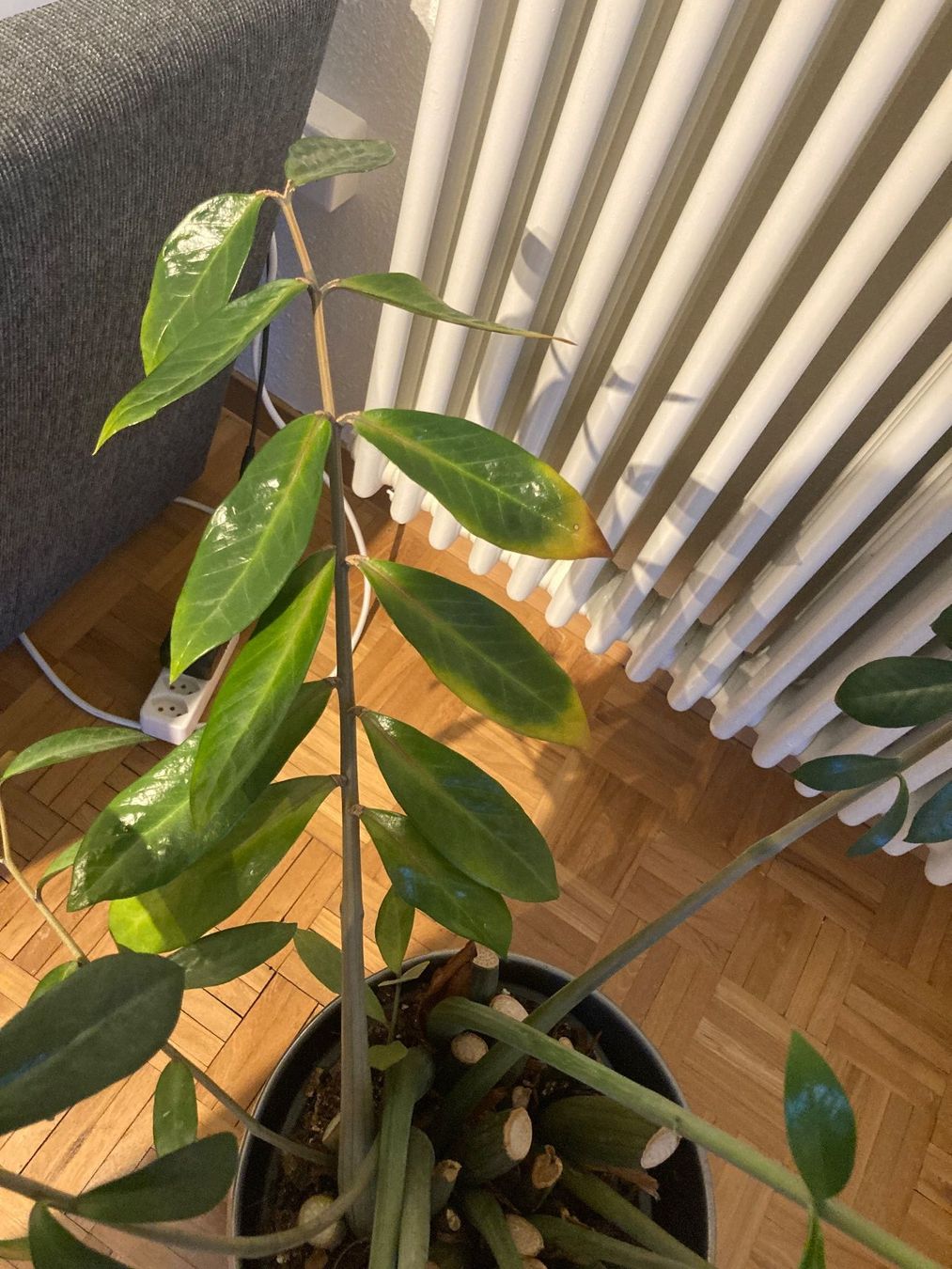 Plantes & graines: Pflanze mit Topf – D'occasion à St. Gallen par Corinne1234 3