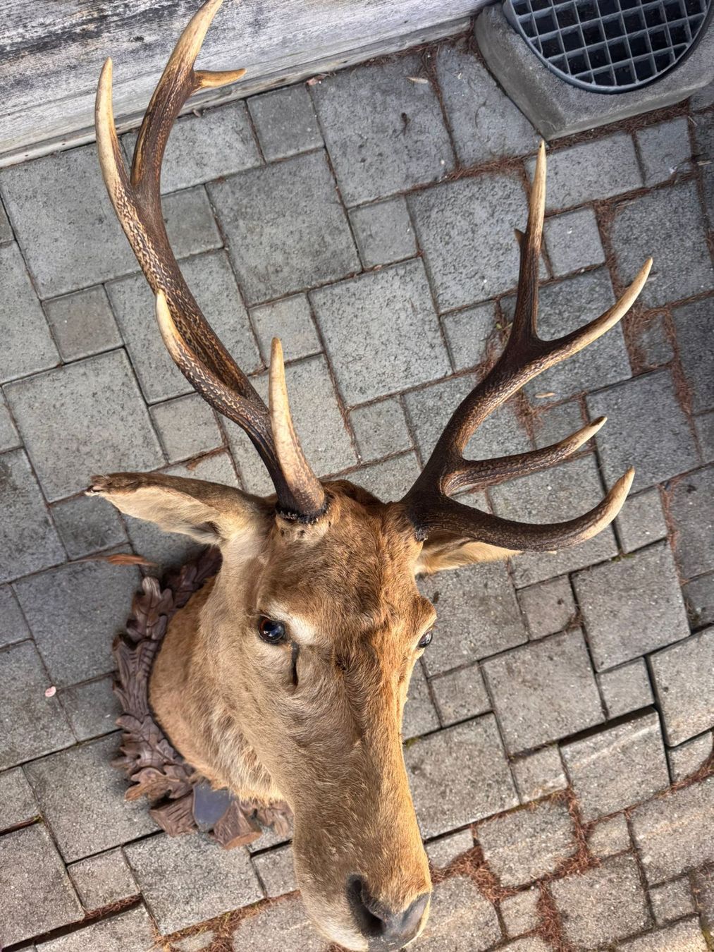 Altre raccolte & rarità: Rothirsch-Trophäe Hirschgeweih Jagdtrophäe – Usato da Ostermundigen venduto da cri_gq5v