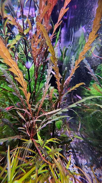 Tutte le macchine: 21. Hygrophila pinnatifida – Usato da Schwyz venduto da zpm3atlantis 4