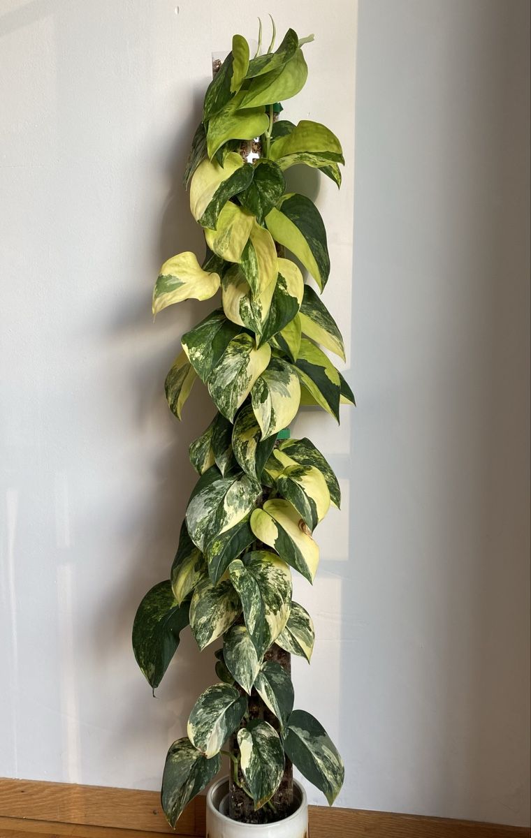 Piante & sementi: Scindapsus Jade Satin Variegata – Usato da Mönchaltorf venduto da greenbeans 4