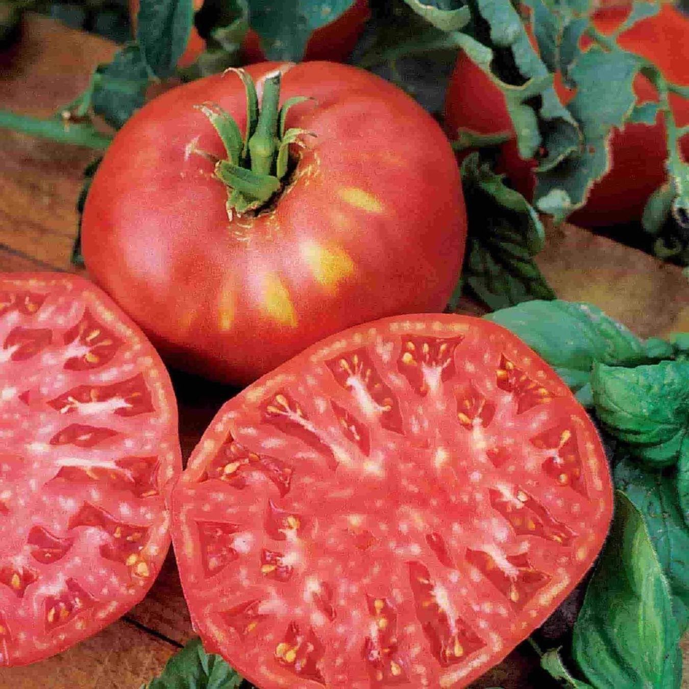 Piante & sementi: 50 Samen TOMATE BRANDYWINE  Alte Sorte – Nuovo (secondo la descrizione) da Ehrendingen venduto da VerveinaSamen 4