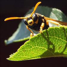 Profile image of beedacht