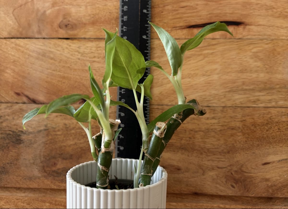 Plantes & graines: Diffenbachia im Übertopf – D'occasion à Baar par annasorbian 1