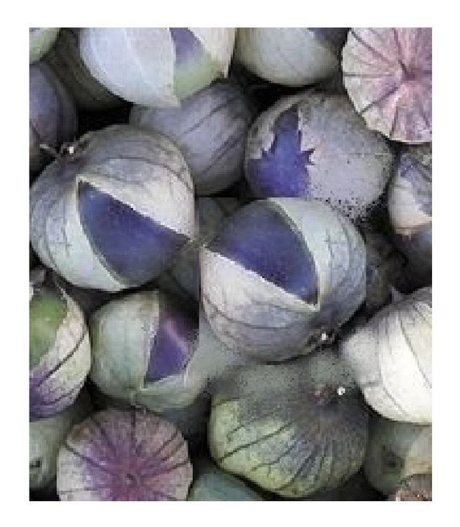 Tomatillo Purple Physalis ixocarpa 40 Samen Kaufen auf Ricardo