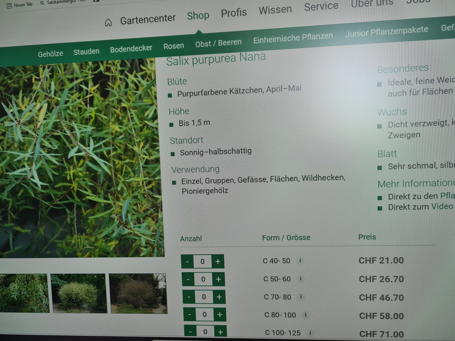 Piante & sementi: 6 Grosse ,Wunderschöne Salix Purpurea Nana – Usato da Rotkreuz venduto da Trojaner- 8