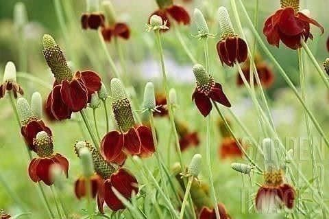 Piante & sementi: FLEUR CHAPEAU MEXICAIN  ! 15g – Nuovo (secondo la descrizione) da Bremblens venduto da FIBONACCI369 2