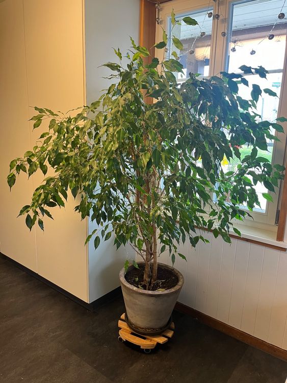 31+ Grün Pflanze Benjamin, Die birkenfeige (ficus benjamina), oft