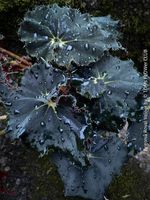 Begonia Royal Velour - für alle schwarze "gothic" plant fans