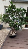 Ficus Ginseng Bonsai gross in Keramikschale ca.120cm