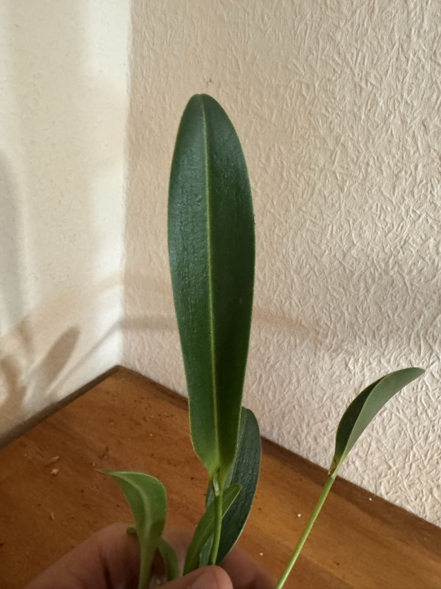 Plantes & graines: Pleurothallis restrepioides – D'occasion à Männedorf par mrclst 3