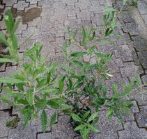 Olivenbaum 50 cm  "OLEA EUROPEA"  🌱 Olivier 50 cm  "OLEA EU