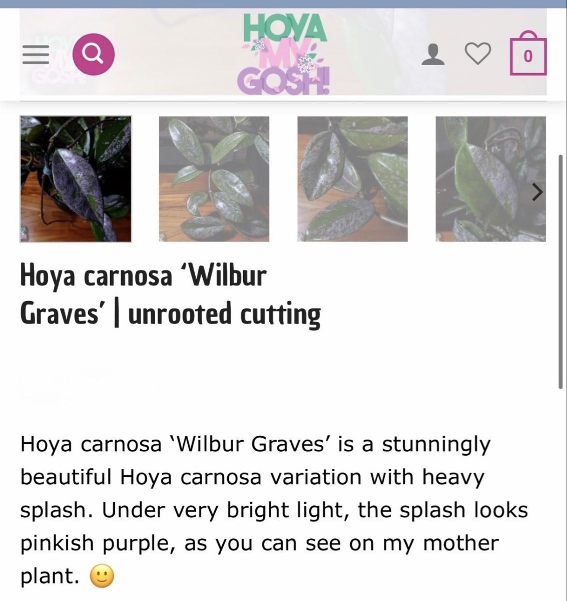 Piante & sementi: Hoya 'Wilburs Grave' steckling – Usato da Moosseedorf venduto da smushpuff 2
