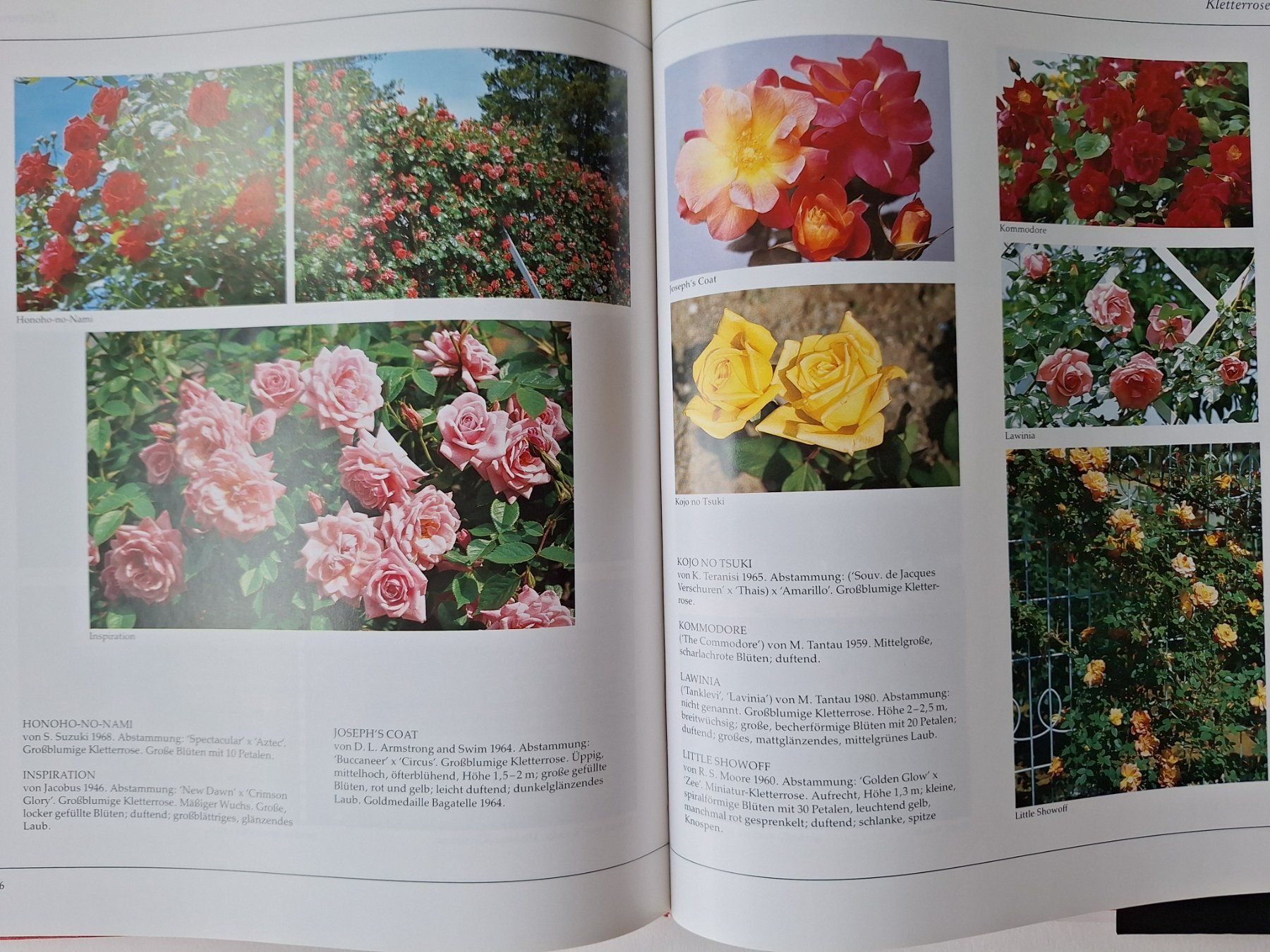 Libri: Das grosse Buch der tausend Rosen – Usato da Zürich venduto da t24_de 7
