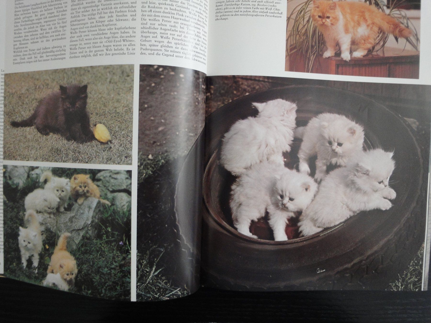 Livres: Junge Katzen in Farbe von Susanne Haisch – Neuf (Voir description) à Biel/Bienne par 07helios032 2